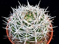 Gymnocalycium castellanosii ssp. ferocius JLcoll.4842.JPG